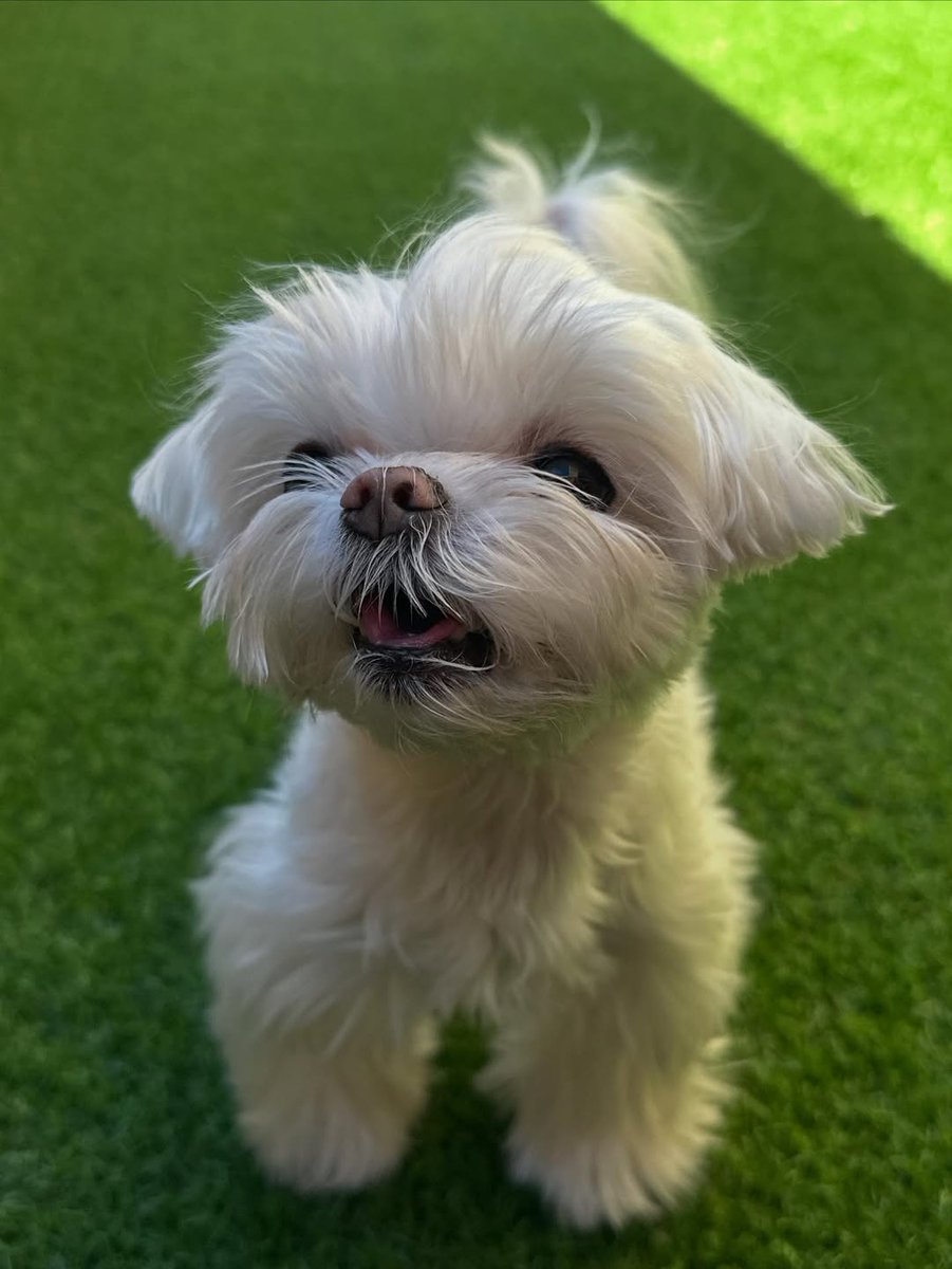 Minijae_Ars's tweet photo. Coco's IG Post 🐩

17/06/2025
@.b_ftaq : 
🔗 : https://t.co/4GfHE56jfe

#코코 #최코코 #CoCo #ChoiCoCo
#영재 #YOUNGJAE #ARS 
@ChoiArs_YJ @YOUNGJAExArs https://t.co/zaZvxntoPz