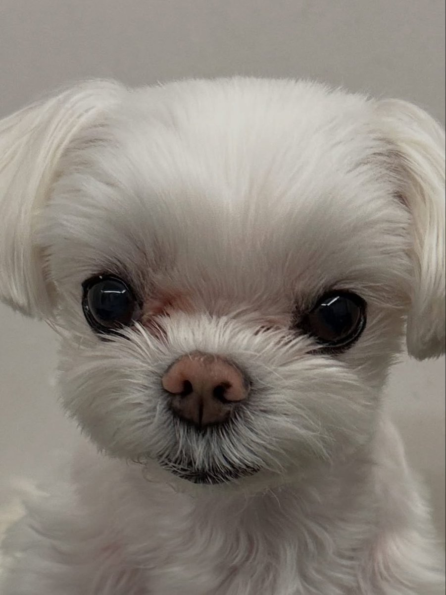 Minijae_Ars's tweet photo. @ChoiArs_YJ @YOUNGJAExArs Coco's IG Post 🐩

17/06/2025
@.b_ftaq : 
🔗 : https://t.co/4GfHE56jfe

#코코 #최코코 #CoCo #ChoiCoCo
#영재 #YOUNGJAE #ARS 
@ChoiArs_YJ @YOUNGJAExArs https://t.co/HdIbPNSS4E