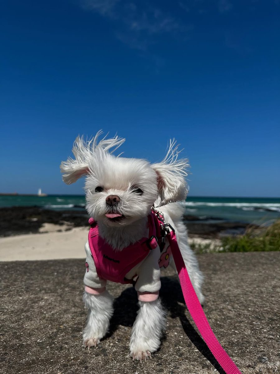 Minijae_Ars's tweet photo. @ChoiArs_YJ @YOUNGJAExArs Coco's IG Post 🐩

17/06/2025
@.b_ftaq : 
🔗 : https://t.co/4GfHE56jfe

#코코 #최코코 #CoCo #ChoiCoCo
#영재 #YOUNGJAE #ARS 
@ChoiArs_YJ @YOUNGJAExArs https://t.co/HdIbPNSS4E