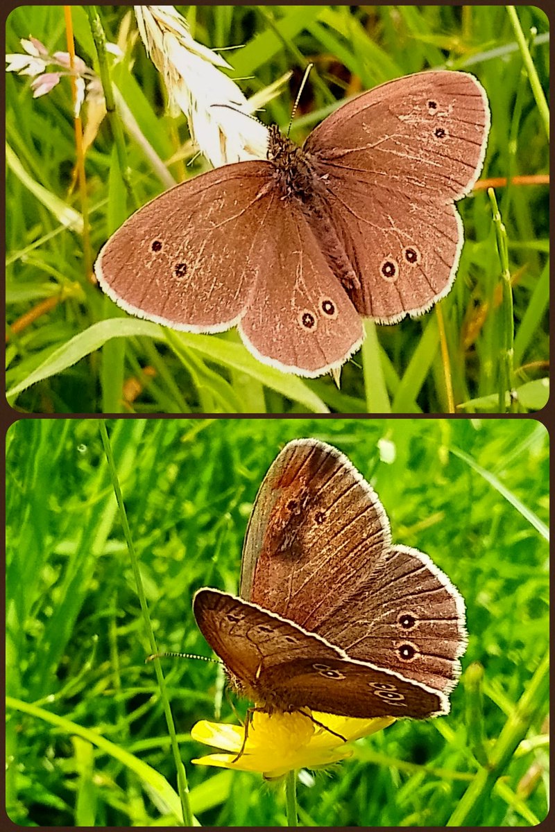 s4r4h_l's tweet photo. It's a #butterfly day! 😍🤩🎉🦋 Over at @DunhamMasseyNT I saw species 25 for the year with a #ringlet. It was 7th July last year before I'd seen so many species, let's hope their fortunes are turned around this year. @savebutterflies @CheshWirral_BC https://t.co/SEYHdPno9l