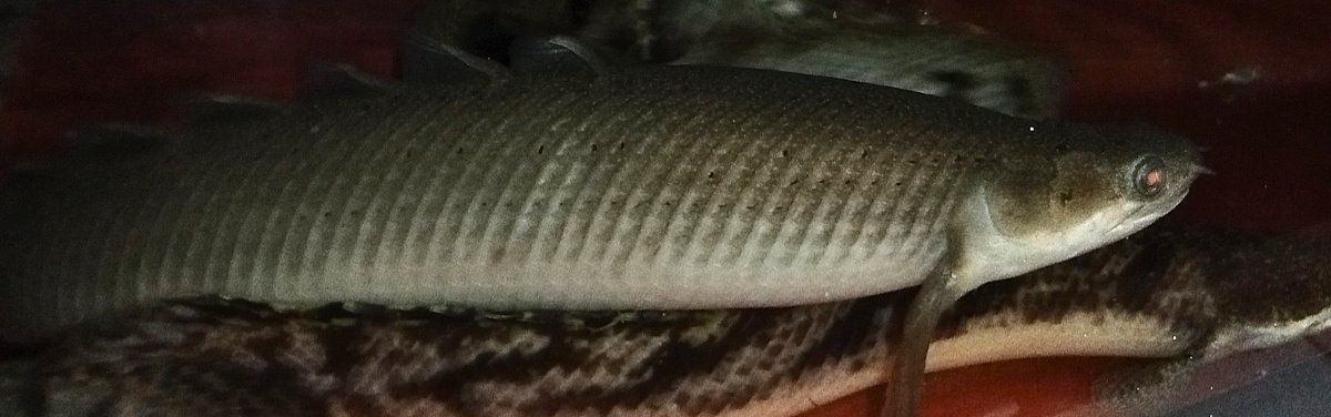 zi5928's tweet image. 11” senegalus 
#polypterus #ポリプテルス