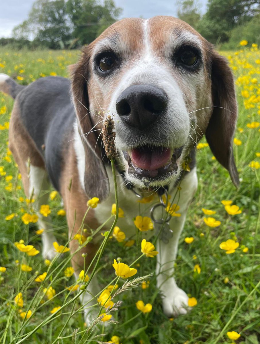 BetsyAmbassador's tweet photo. โIโm wearing my best Sunday smile!โ woofs rescued laboratory dog Betsy. โAnd Iโm out on my favourite walk, in this field of golden-lit buttercups. Theyโre lighting my way, as I take my humans on their afternoon trot. Happy Sunday!โ ๐๐ผ
@rickygervais #Dogs #WeekendWoofs #EDM187 https://t.co/YPrBqEEd5e