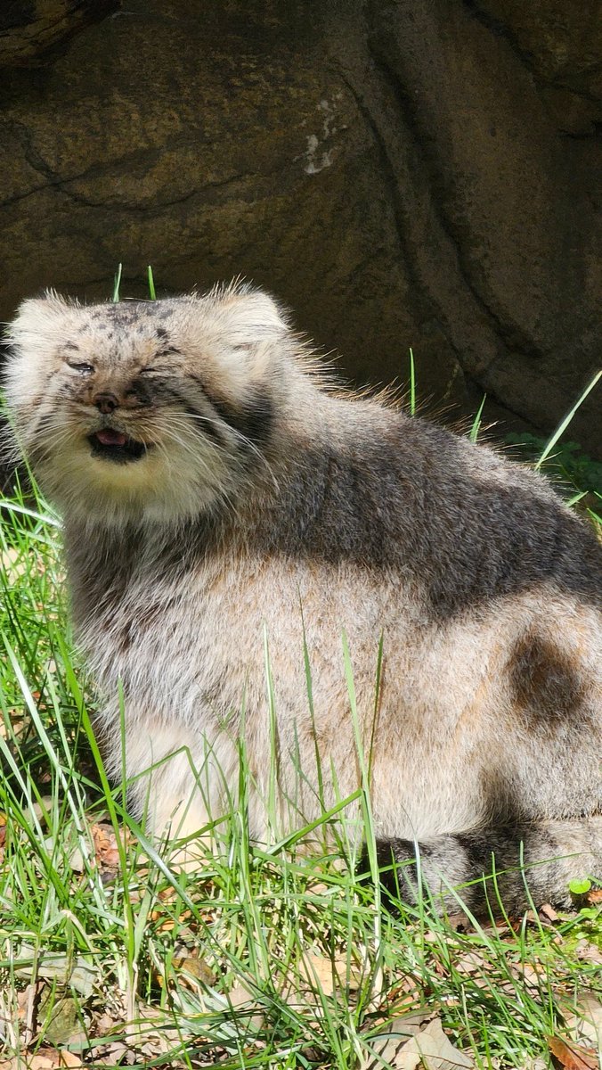Manul morning.