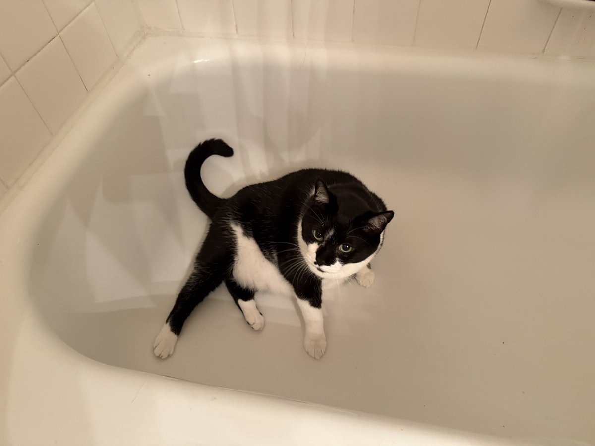 FranAndFiona's tweet image. It鈥檚 another Clee sit Sunday (tubby time edition).