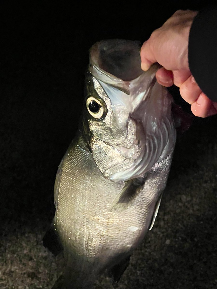 んええぃ！！！！！

施術終わりに海行ったらシーバス釣れた。