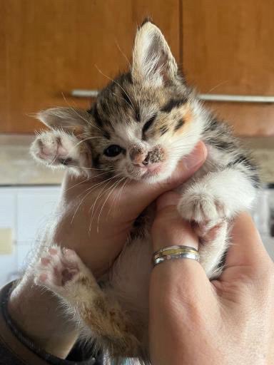 Esta gatinha precisa de uma casa! Só tem 1 mês e meio, mas precisa de sair do sítio onde está agora porque não têm condições para a manter. Partilhem por favor 🤍