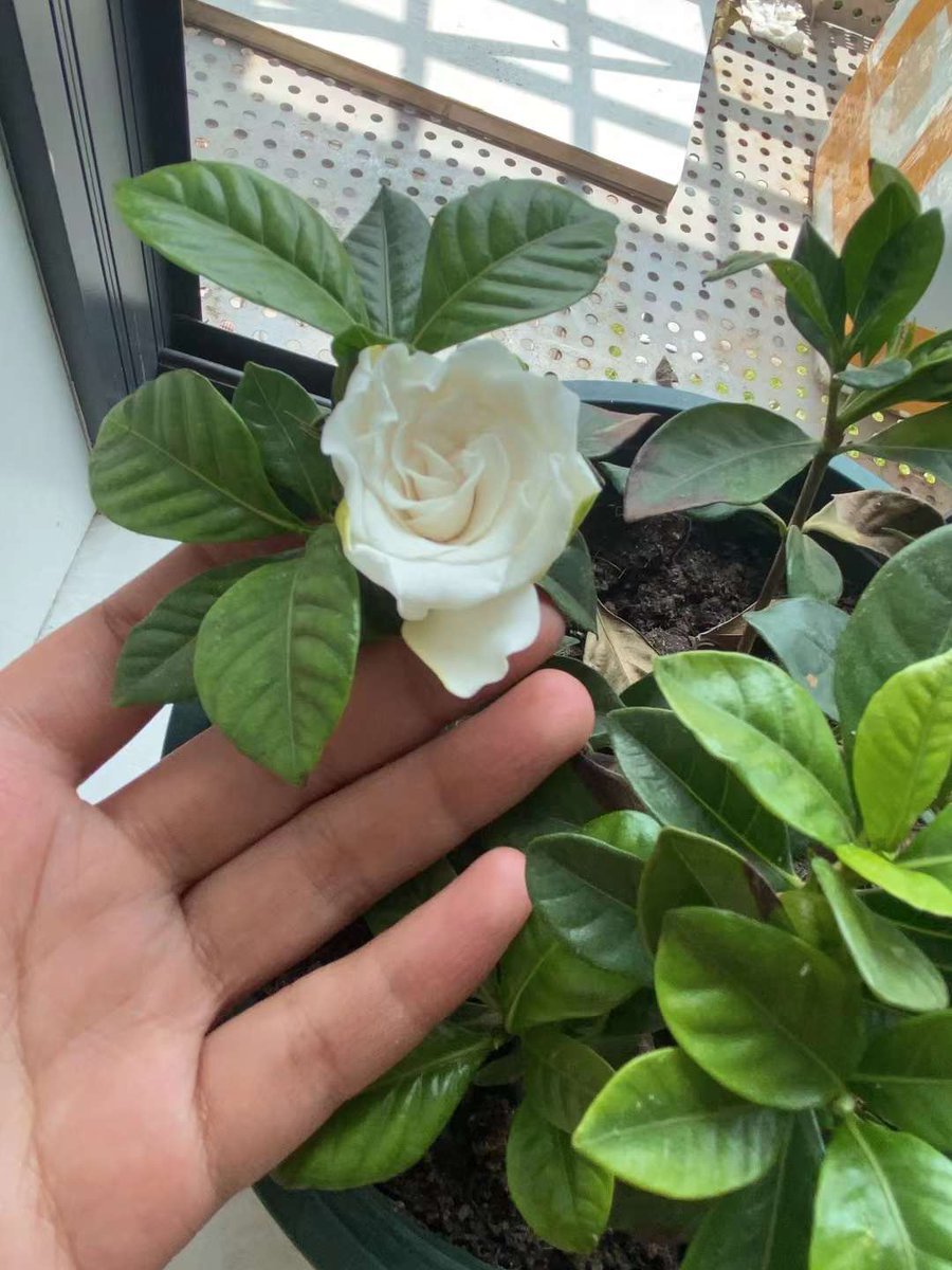 Sharing the softness of the earth with a furry friend.
#openseatouchgrass  #opensea  <a href="/opensea/">OpenSea</a>