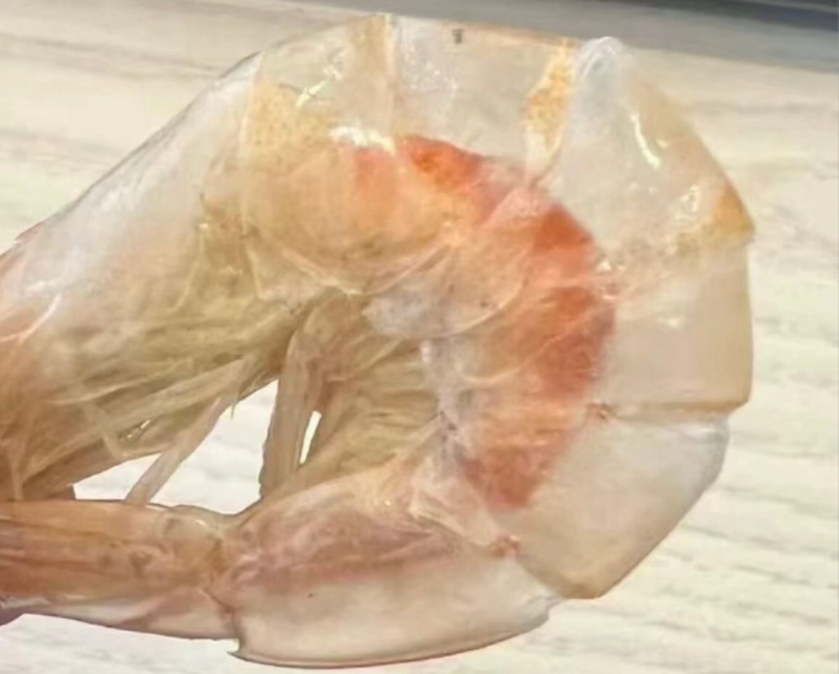 When the Gen Z oversized clothing trend has been spread to the ocean animals