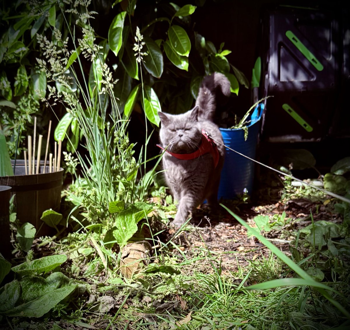 Walkies 😺🐾🐾 Happy Sunday😺♥️ #Cats