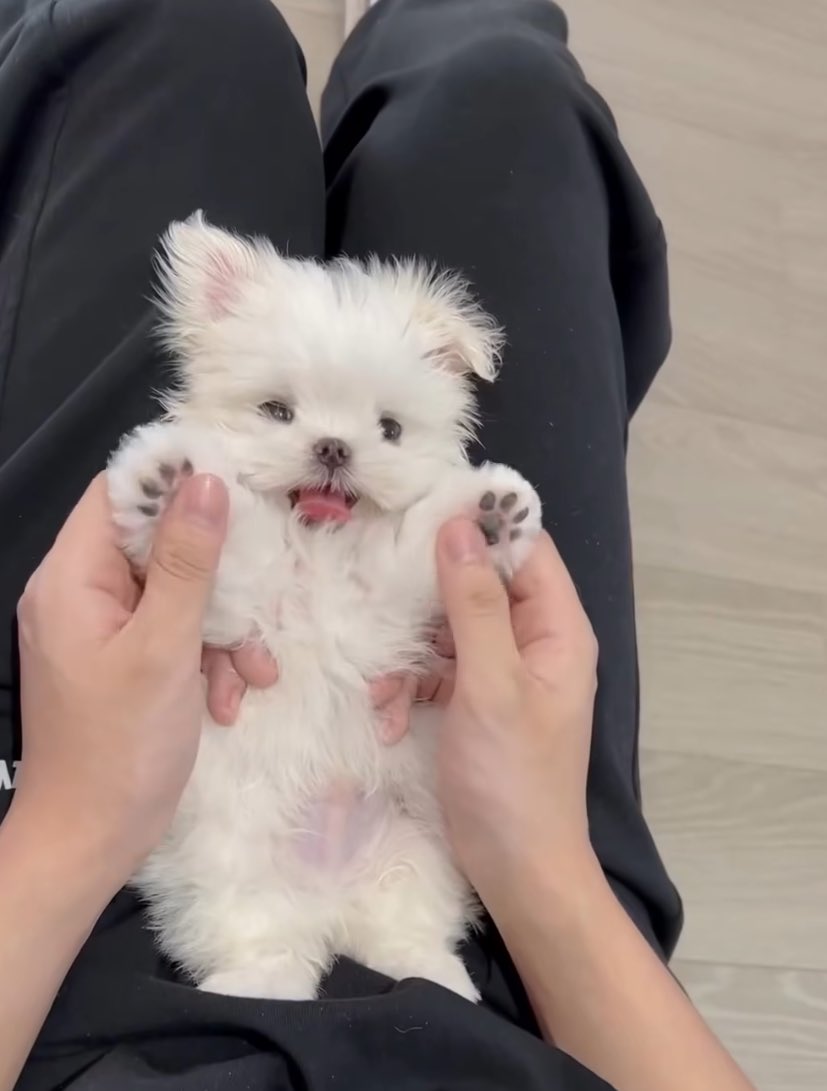 ctmk27's tweet image. มอลทีส อันดับ1 🔝
#MARCkRIS