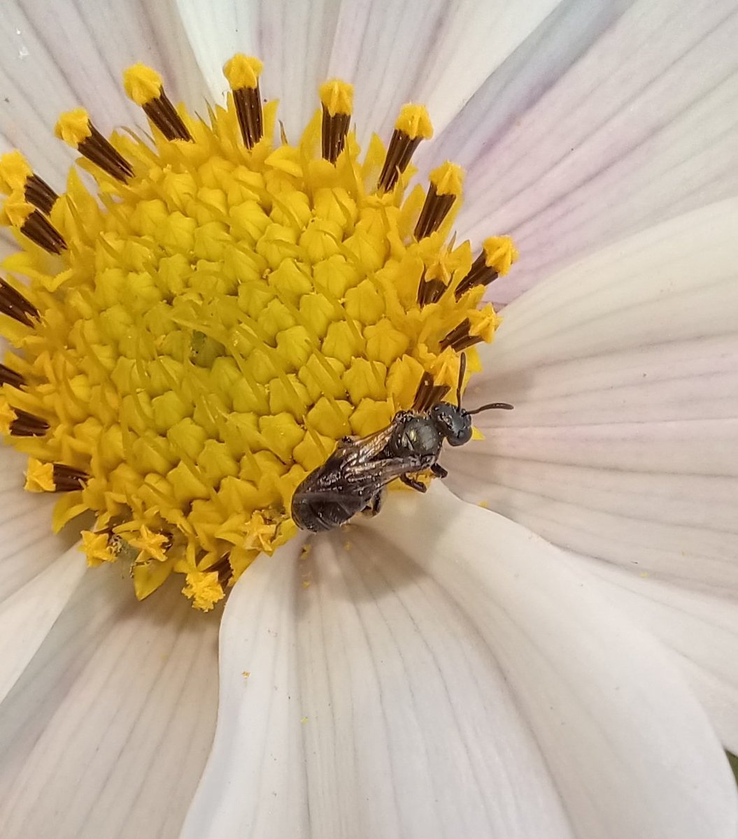 Muttley1968A's tweet photo. A few solitary bees enjoying the garden #Geum #Cosmos &amp; what could bee a surprise show 🤔 of a possible Broken-belted Bumblebee (Bombus soroeensis) but in Nottinghamshire?? Needs clarification #Bumblebee @the_beeguy @The_Buzz_Club @Nottswildlife @B_Strawbridge https://t.co/RLEFBdUK96