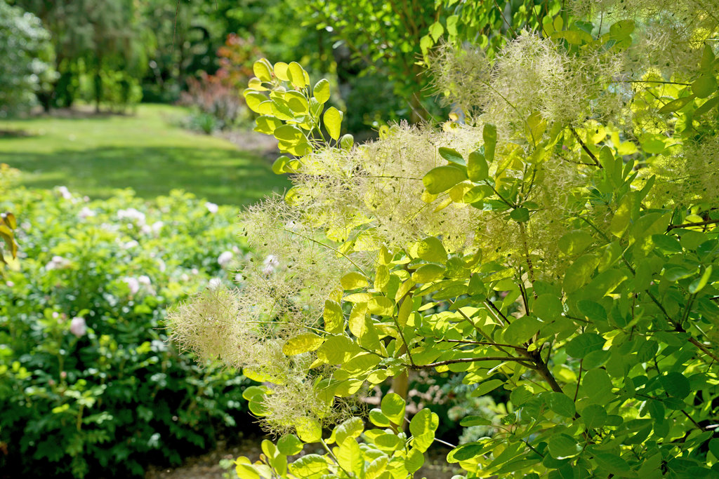 Make things easier on Dad with 25 low-maintenance shrubs that deliver big on beauty without the extra work!

Full list in our recent 6/12 newsletter createsend.com/t/i-73B61008C5…
Looking for something a little smaller? There's also 25 low-maintenance perennials 
Photo Proven Winners