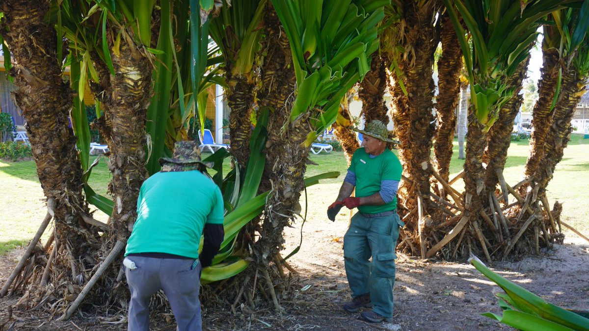 🌺 La gestión sostenible de la jardinería en el turismo permite:

- Ahorro de agua. 
- Preservación de la biodiversidad.
-La resistencia a eventos meteorológicos extremos.

Conoce las experiencias en Cuba del proyecto Turismo Sostenible  en Cuba.

👉 go.undp.org/UWM