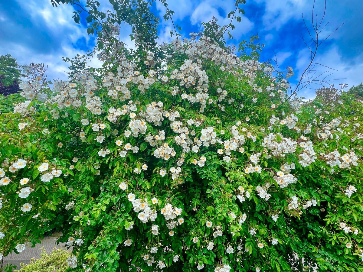 Alles is er vandaag in overvloed. Het heeft voldoende geregeld, er is zon en warmte. Het gevolg: de rozen zijn prachtig met heel veel insecten. Hier die van ons die samenleeft met de meidoorn. 😎 #roos #zon #insecten
