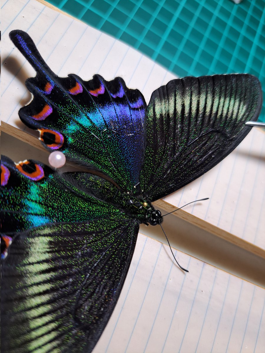 このミヤカラの後翅すげぇ