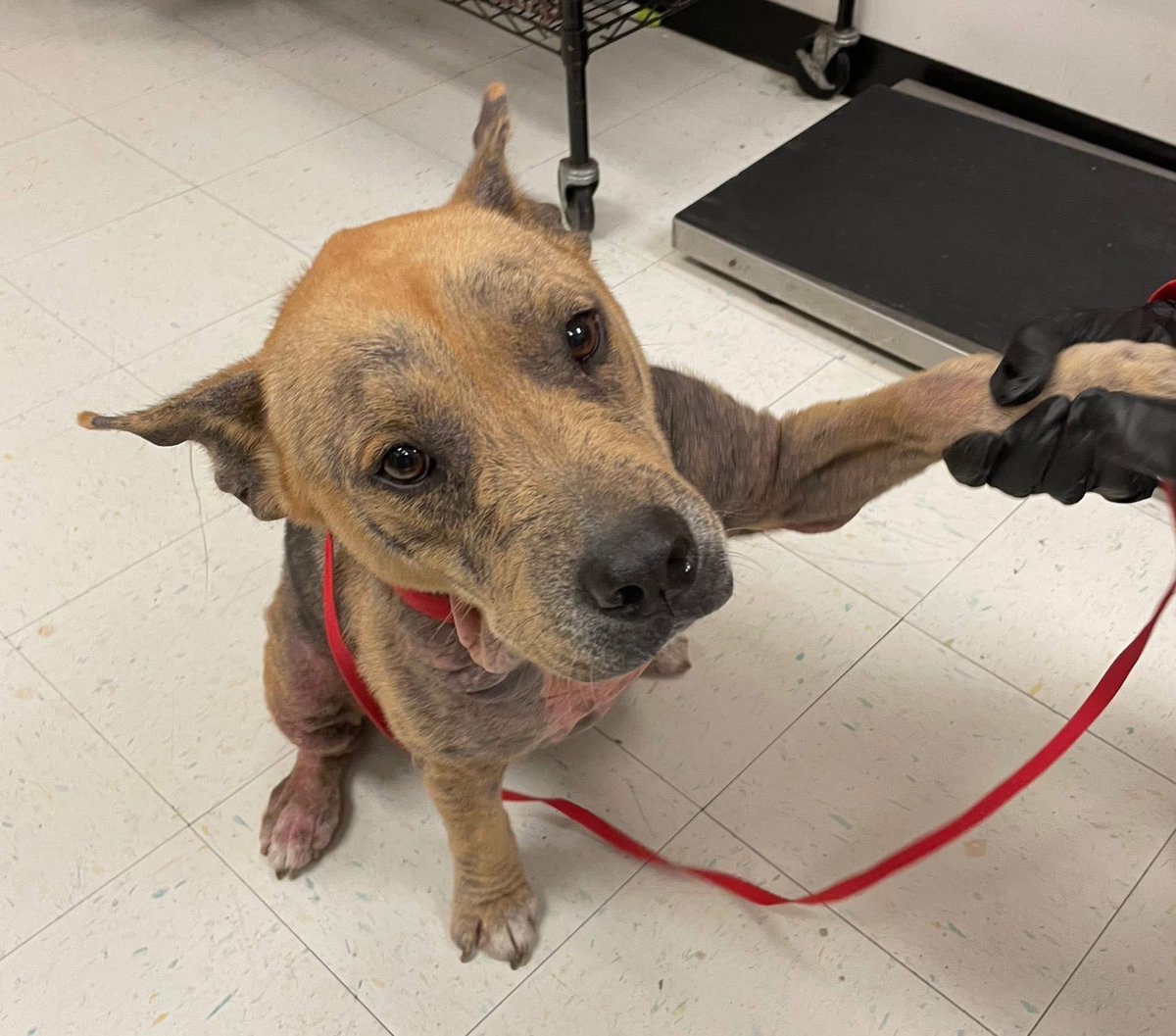 I am absolutely BEGGING U to PLZ save JENNY #A361193 4yo
Such a sweetheart,little body shows neglect,but her beautiful spirit shines through
SHE NEVER GIVES UP HOPE that someone will will love her forever!
Adorable,gentle,extremely loving 
PLZ #ADOPT #FOSTER OR #PLEDGE 
#TEXAS