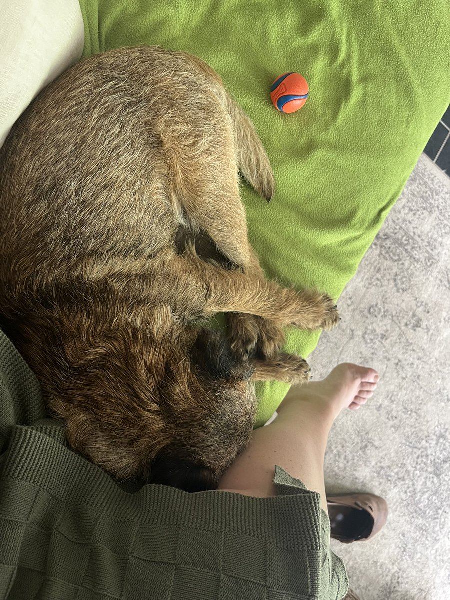 Sepp🐾 tweet media