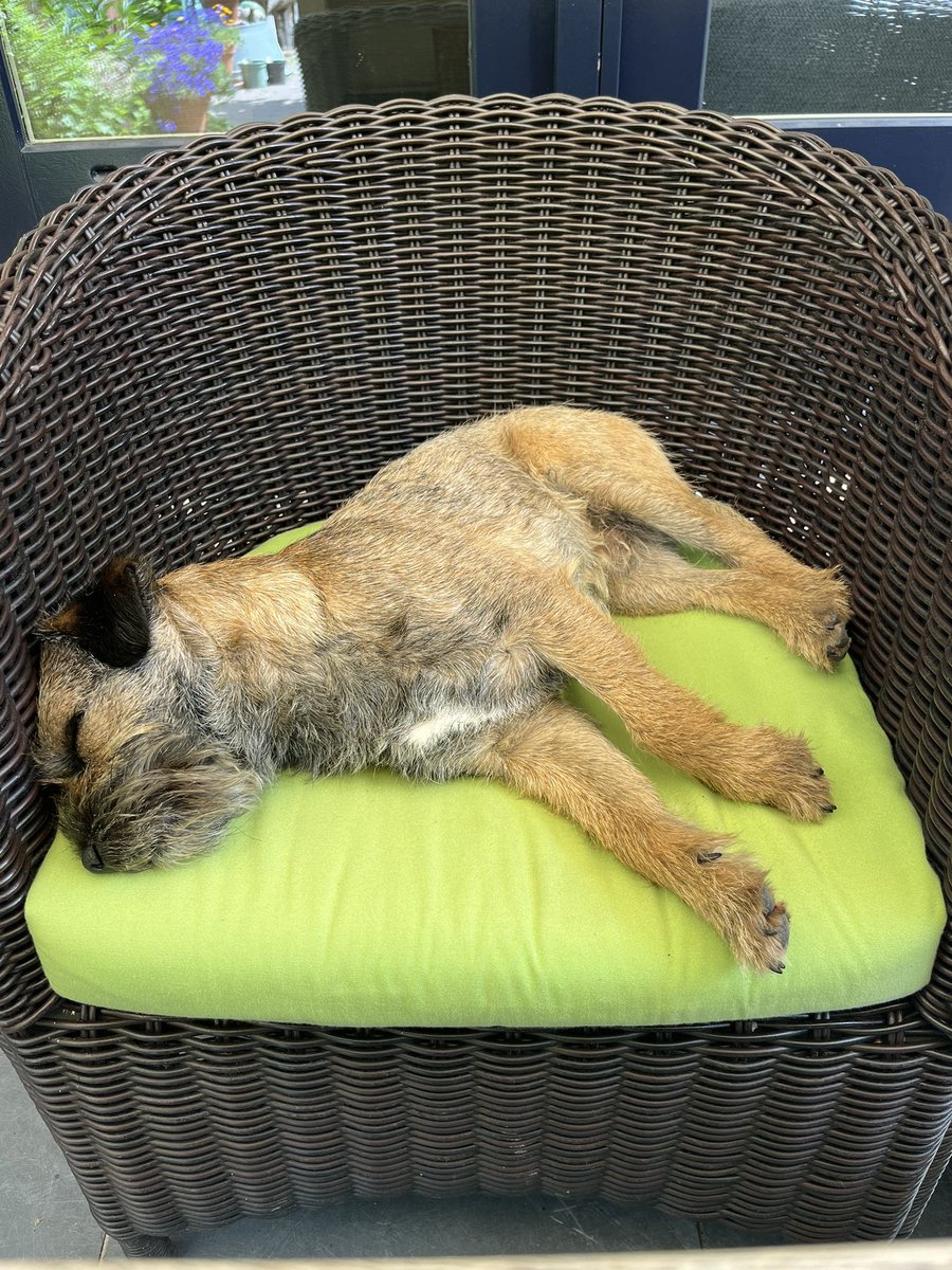 Sepp🐾 tweet media