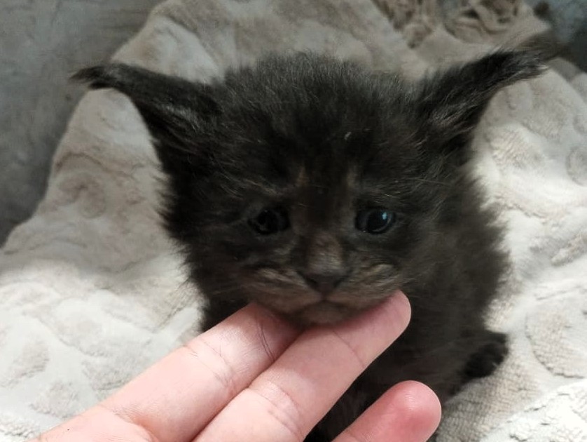 Since we lost dear Redington in May, a quiet ache remains. Yet from sorrow blooms new light : Merlin, a tiny black smoke Maine Coon, joins us June 27th. A tender new chapter begins. ❤️ #NewBeginnings #MaineCoon #FosterLove