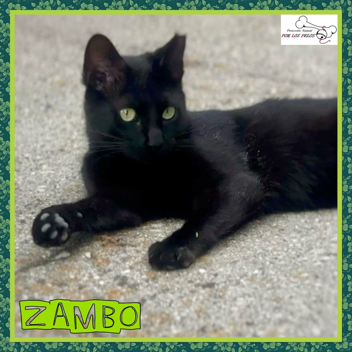 🐱ZAMBO🐱#gatito de solo 9 meses busca casita! Ha sido lanzado brutalmente a través de una vaya y milagrosamente ha salvado la vida. El peque está listo para entrar a vivir en un hogar donde le quieran para siempre. 👉 protectoraporlospelos.org/ficha-2191