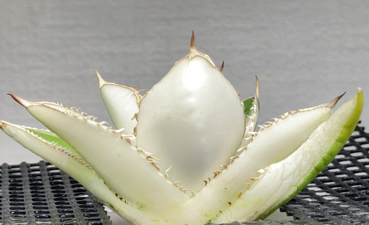 白いアガベさん☃️🌱
どう成長していくのか楽しみ♪
(やらかさないように頑張ります💦
#アガベ
#agave