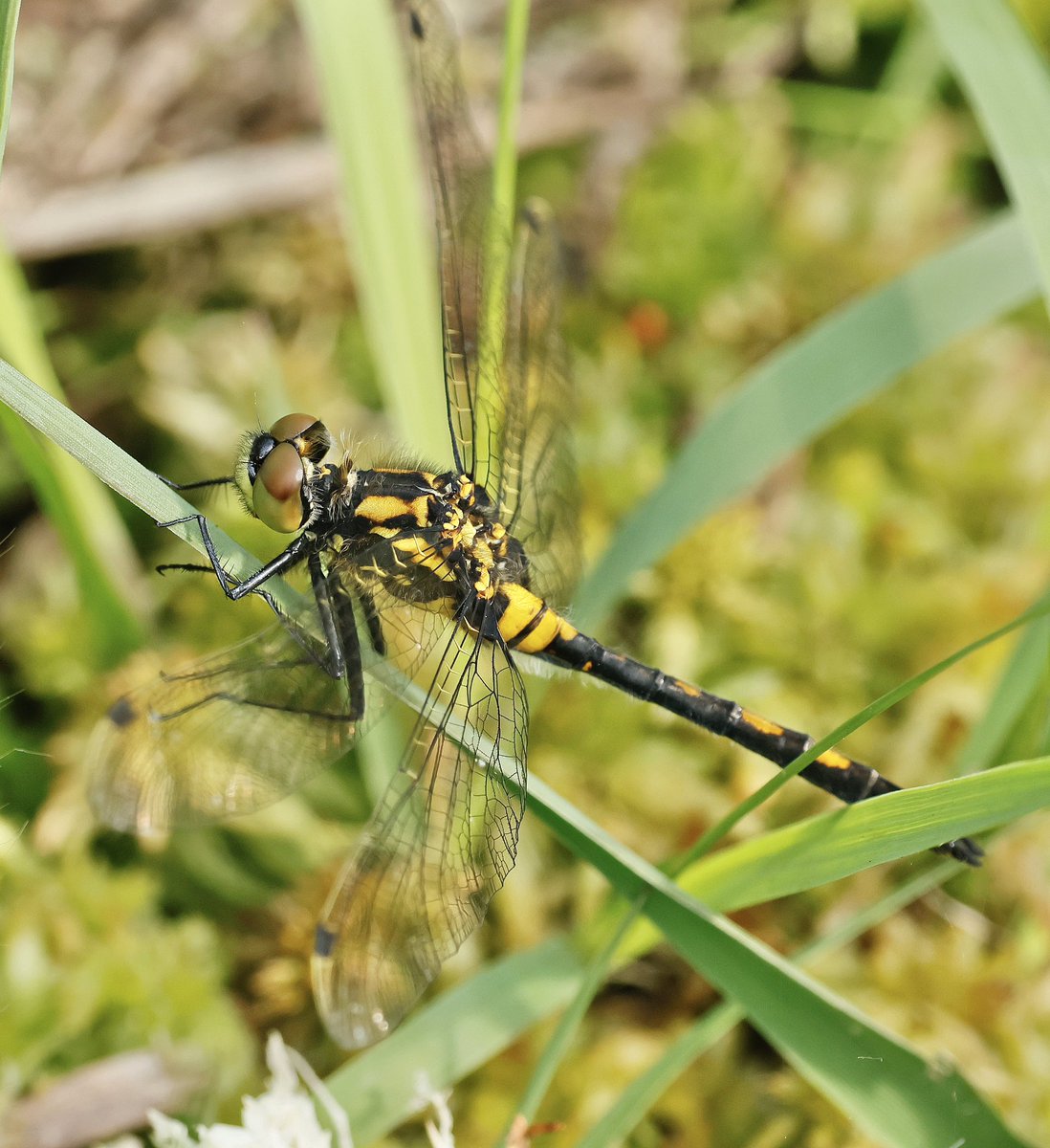 Female White-faced Darter, Whixall Moss, 11/6. <a href="/NuneatonBirder/">Gary Hobbs</a> <a href="/BDSdragonflies/">British Dragonfly Society</a>