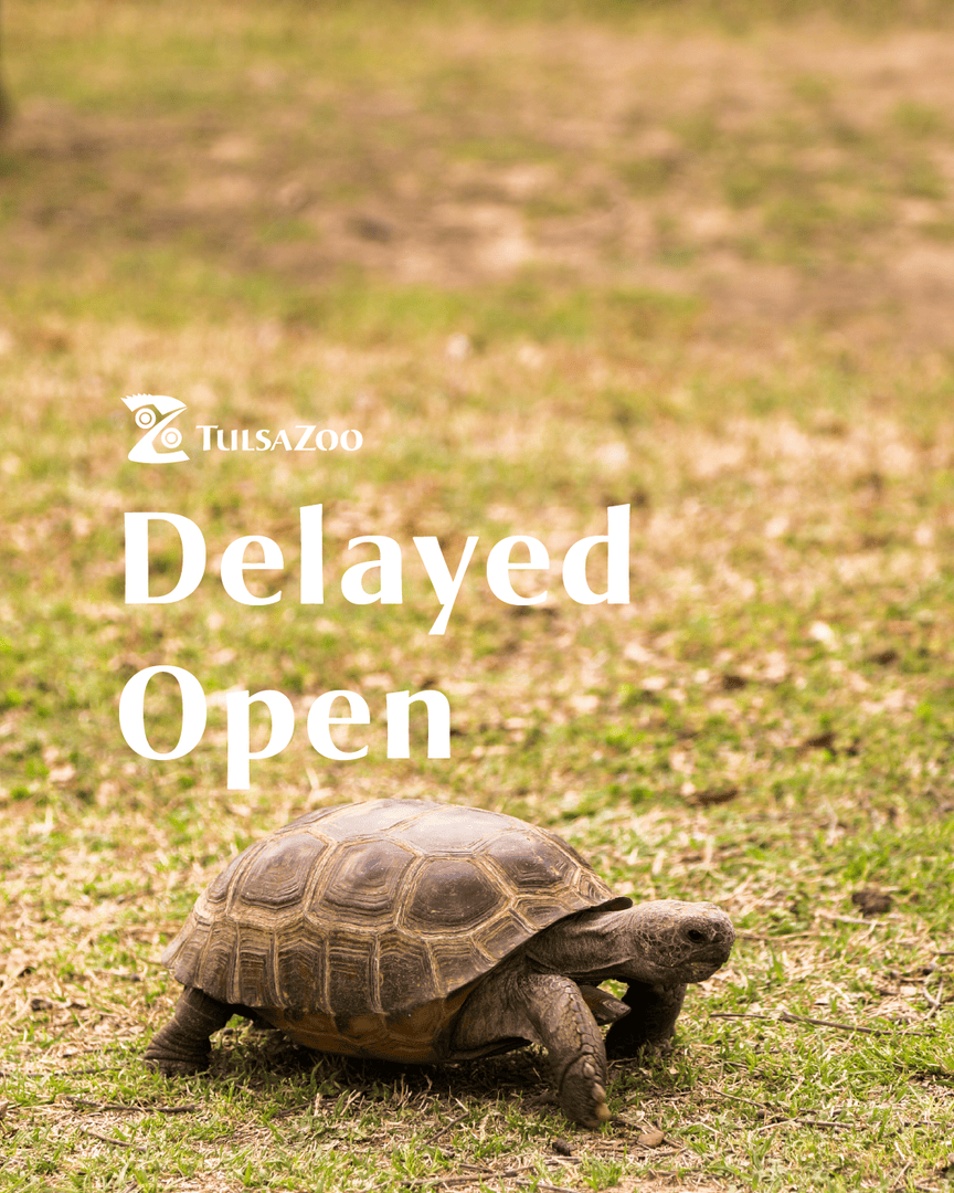 Tulsa Zoo and Mohawk Park are temporarily closed because of water levels in the park. We will monitor conditions throughout the day and open as soon as it is safe to do so. Check the zoo websites for updates.