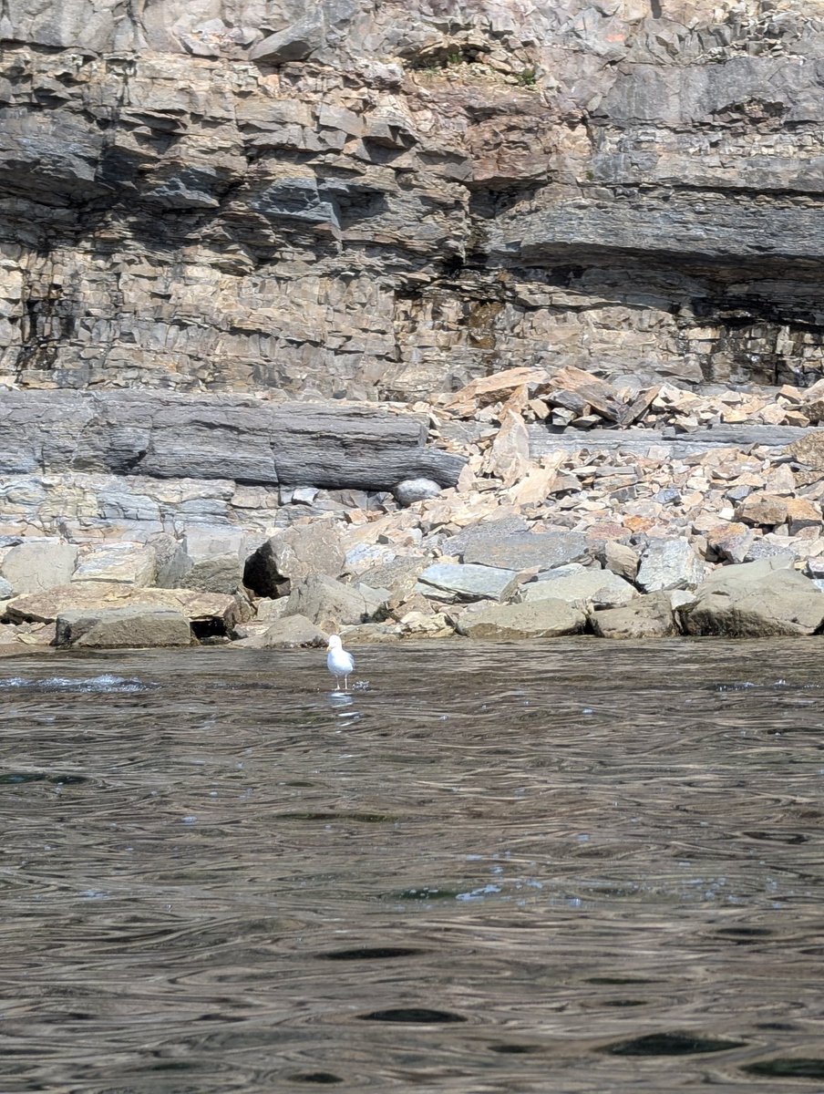 Here's a tiny gull!  He's just chilling out in th sunshine. He also like herring bait, because I fed him some.