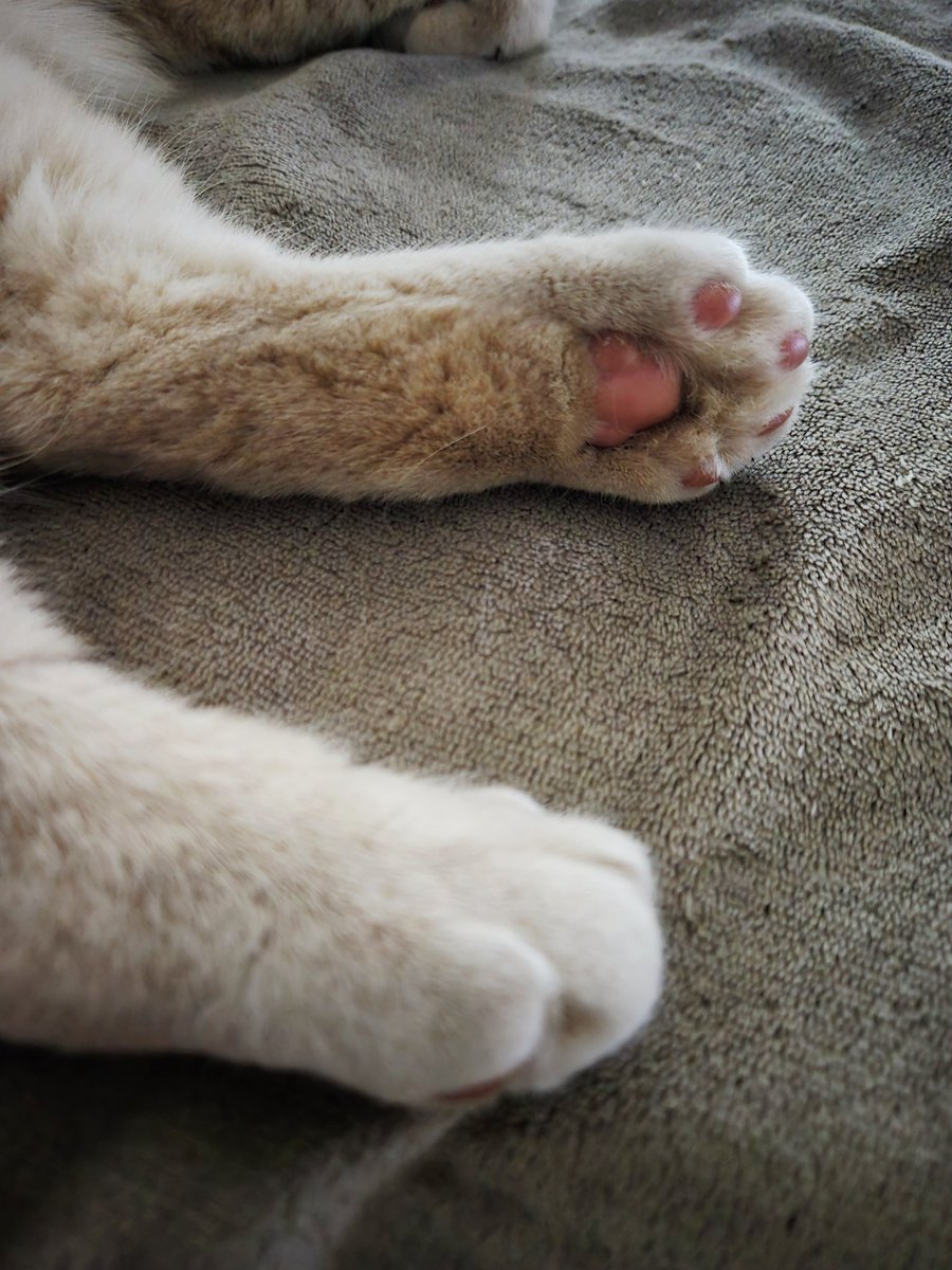 LeaImWunderland's tweet image. #Fußcontent