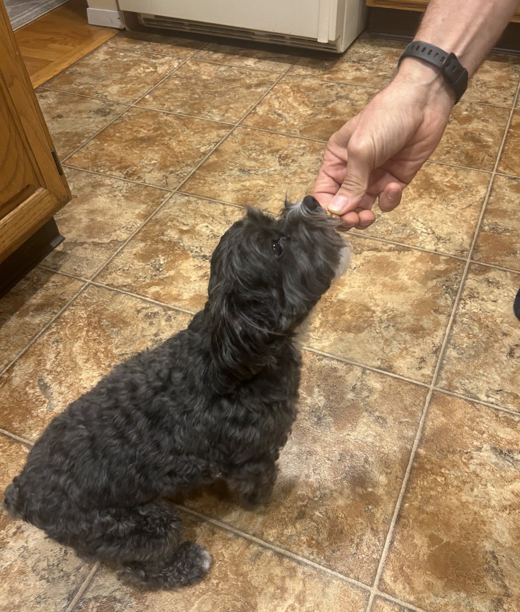 Daddy never shared hims life wif a dog before me. Me is da first pup hims ever loved. 💕🐾
Happy Father’s Day to all da dads who love, pawtect, give belly rubs &amp; play wif us, and who gives us snackies even if we is a bit chonki.
#Xdogs #SundayMorning #FathersDay2025 #dogsofX