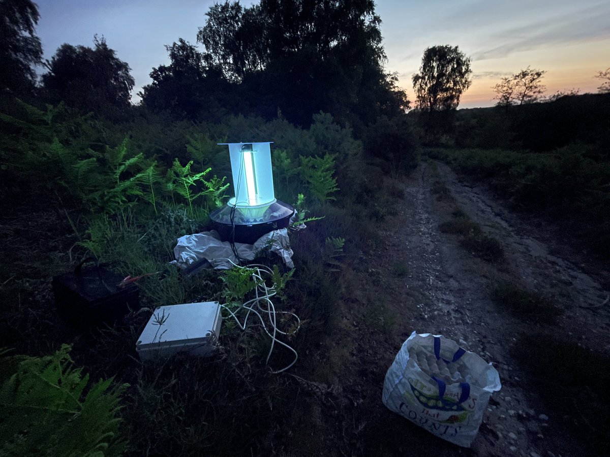 James Lowen (@jlowenwildlife) on Twitter photo Mothing under larches near the Suffolk coast last night produced the county’s third Cydia illutana (pending confirmation), Tawny Wave, Obscure Wainscot, Lunar Yellow Underwing and Phyllonorycter ulicolella.<a href="/stubutchart/">Stuart Butchart</a> Mothing under larches near the Suffolk coast last night produced the county’s third Cydia illutana (pending confirmation), Tawny Wave, Obscure Wainscot, Lunar Yellow Underwing and Phyllonorycter ulicolella.<a href="/stubutchart/">Stuart Butchart</a>