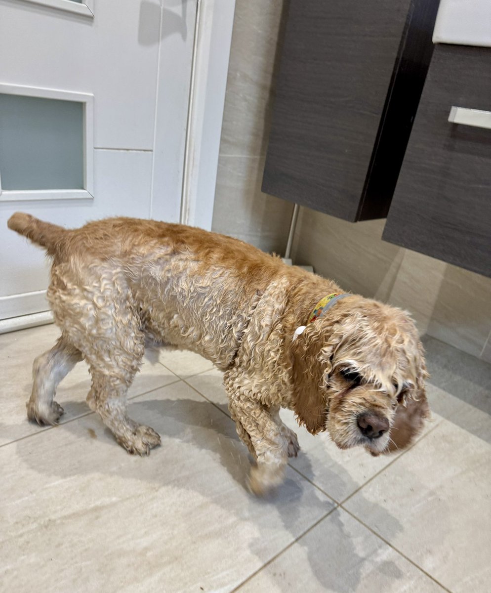 SpanielsSuper's tweet photo. I don’t know what I did?
But I wish I hadn’t!
I HAVE BEEN BAFFED 😱💔
#Help #LetMeOut
Even worse!!!!
Bat & Ronnie haven’t 😤
#SoNotFair https://t.co/tST4Dz6NIT