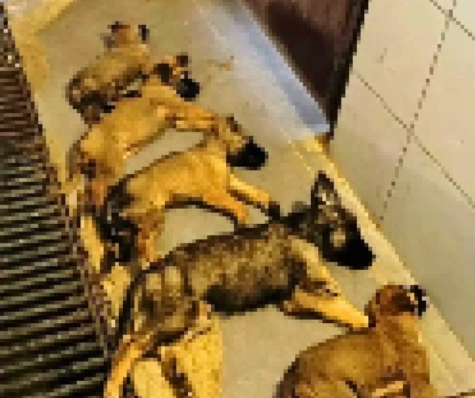 DogDeskAction's tweet photo. 🇹🇷 is culling its stray dogs right now & with the exception of you the world is looking the other way

This media is from 4 sites where animals have been horribly abused recently

Osmangazi, Ceylanpınar, Kastamonu & Kütahya

This is the tip of the iceberg, please help us raise awareness

https://t.co/yAcKa6LT8s

https://t.co/r5Aedx5Ppv

https://t.co/H5MJNLMLD0

https://t.co/Sg6Sjod0Rk

https://t.co/I9cpxbHpRg

https://t.co/Y2q68KEubz

https://t.co/3LUty6j6bN

https://t.co/LGTaDWP3M5

@rickygervais  @peteregan @niallharbison @JaneFallon our dogs would be very grateful for your help, thank you🙏