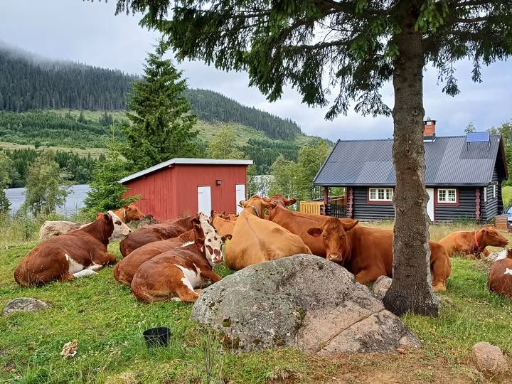 GeirUJacobsen's tweet photo. PETER SWEDEN MED RAPPORT OM BOVAER:
Bovaer består faktisk av en kjemisk forbindelse kalt 3-Nitrooxypropanol, som er laget av svært korroderende salpetersyre. Ifølge offisielle dokumenter er 3-Nitrooxypropanol:
• Skadelig hvis svelget 
• Forårsaker hudirritasjon 
• Forårsaker alvorlig øyeskade 
• Mistanke om å skade fruktbarheten eller det ufødte barnet. 
Faktisk fant forskerne ut at det også muligens kan være giftig for D.N.A (genotoksisitet). 
Forskerne fant også at kjemikaliet er svært giftig for sædproduksjonen hos rotter, og forårsaker ”alvorlig reduksjon av spermatogenese”. Hunrotter kunne heller ikke bli gravide når de fikk en høy nok dose av dette stoffet. 
Gjett hva? Selskapet bak Bo-vaer heter DSM-Firmenich AG. Kan du gjette hvem som har donert penger til dette selskapet (selv om ikke spesifikt for utvikling av produktet Bovaer)?
Bill Gates...
Her snakker vi om en alvorlig helsetrussel, for så vel dyr som mennesker. Men allikevel tvinges det på oss til store økonomiske og helsemessige kostnader, helt uten nytte for noe som helst!
Det er også nok en spiker i kista for norsk landbruk.
Kommer ND inn på Stortinget, skal det bli en brå slutt på tåpelighetene!