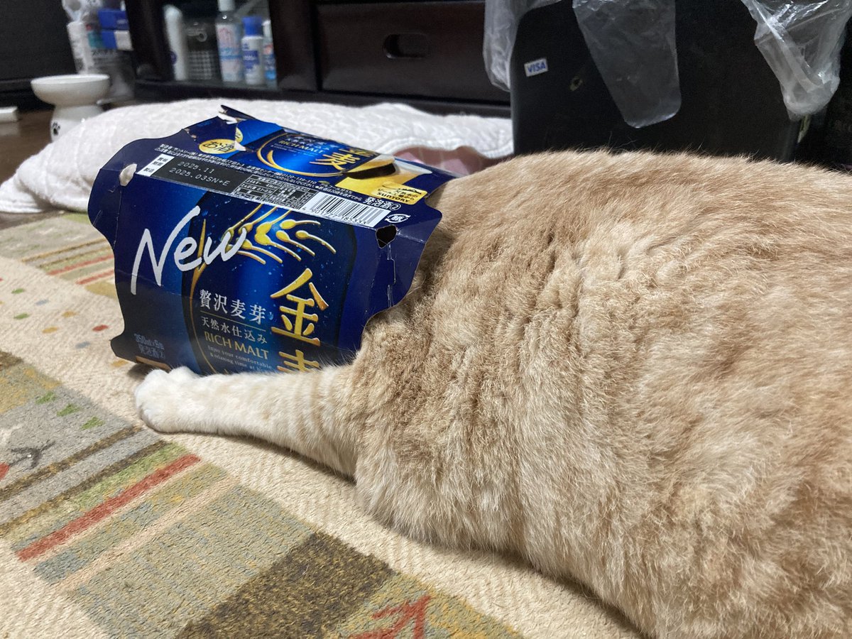Q6Las's tweet photo. 金麦好きにゃんこ https://t.co/1yDmVEM3rS