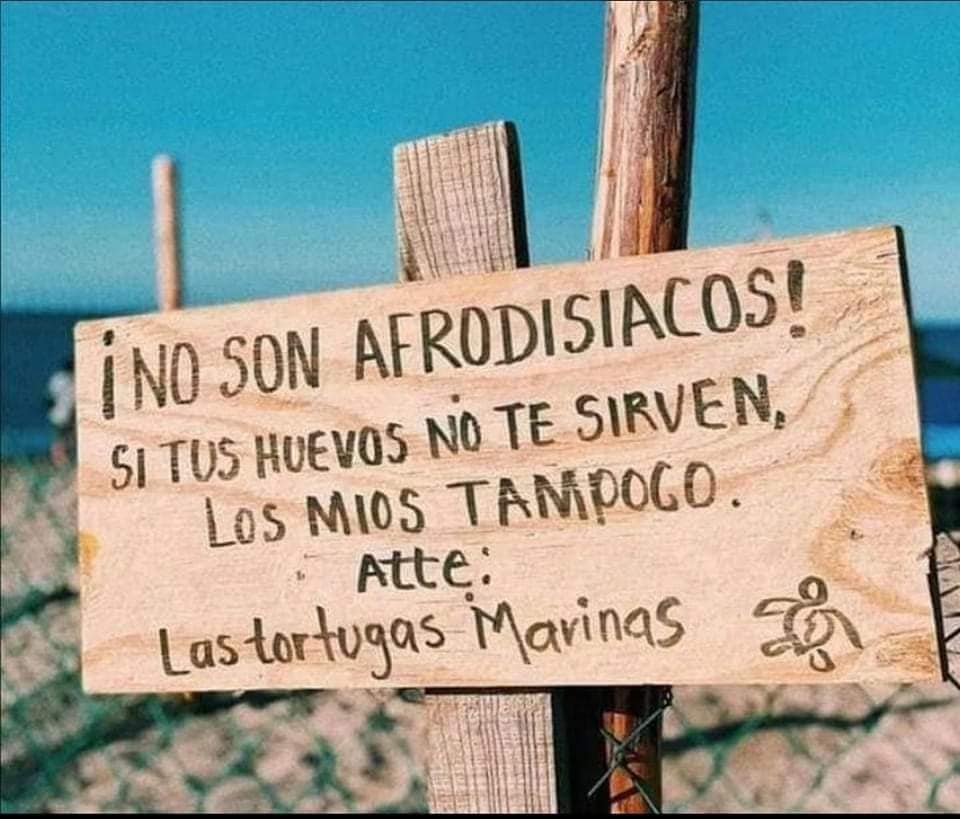 ¡Si tus huevos no te sirven, los de ellas tampoco! Existe la creencia de que los huevos de tortuga marina otorgan superpoderes en el delicioso, pero no es real. El consumo de huevos de tortuga marina es una grave amenaza para su conservación.