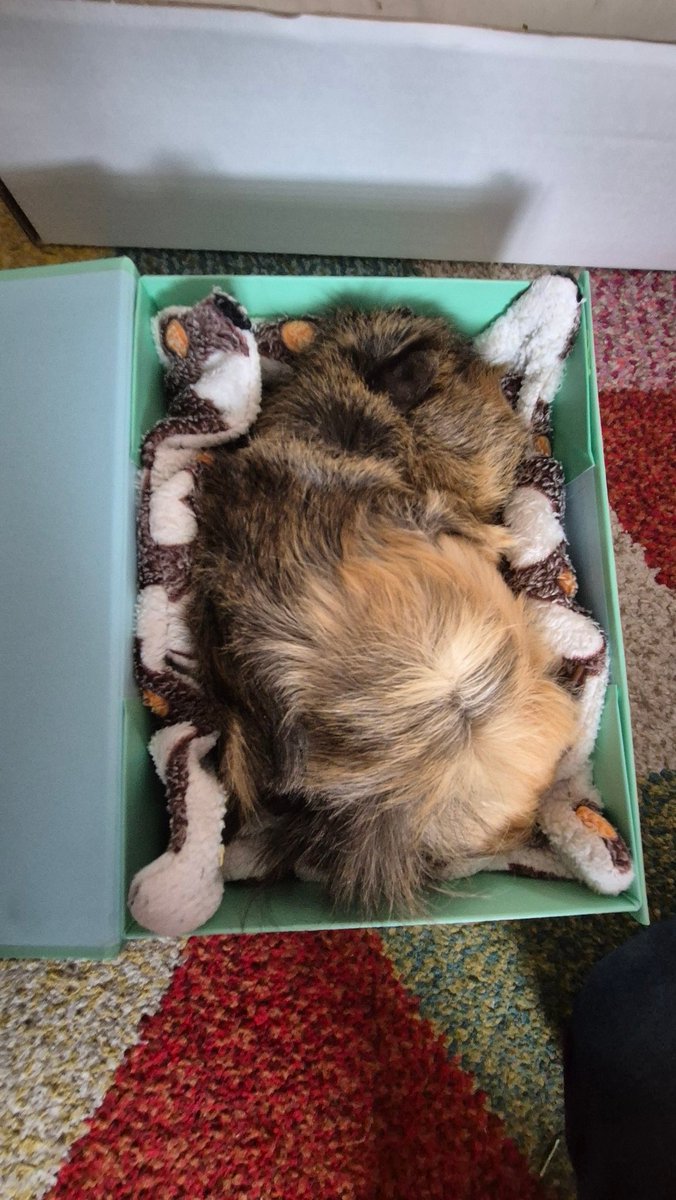 Thermo (@cammy8866) on Twitter photo Guinea pig just got put down, would make me feel better if one of yous respond
<a href="/ohnePixel/">ohnePixel</a>
<a href="/AussieAntics/">DIG Aussie Antics</a>
<a href="/LacyHimself/">FaZe Lacy</a>
<a href="/landostudios1/">Lando</a>
@clix
<a href="/FaZeEsports/">FaZe Esports</a>
<a href="/anomalyxd/">Anomaly</a>
<a href="/StableRonaldo/">FaZe Ronaldo</a>
<a href="/drewwall_/">drew</a>
<a href="/alexfnbr1/">PWR alex</a>
<a href="/FaZeAdapt/">FaZe Adapt</a>
<a href="/s1mpleO/">Sasha</a>
<a href="/Eomzo1/">Elite Eomzo</a>
<a href="/BatmanBugha/">XSET Higgs</a>
<a href="/XSET/">XSET</a>
<a href="/Oatleyfn/">Oatley</a>
<a href="/broky/">broky</a> Guinea pig just got put down, would make me feel better if one of yous respond
<a href="/ohnePixel/">ohnePixel</a>
<a href="/AussieAntics/">DIG Aussie Antics</a>
<a href="/LacyHimself/">FaZe Lacy</a>
<a href="/landostudios1/">Lando</a>
@clix
<a href="/FaZeEsports/">FaZe Esports</a>
<a href="/anomalyxd/">Anomaly</a>
<a href="/StableRonaldo/">FaZe Ronaldo</a>
<a href="/drewwall_/">drew</a>
<a href="/alexfnbr1/">PWR alex</a>
<a href="/FaZeAdapt/">FaZe Adapt</a>
<a href="/s1mpleO/">Sasha</a>
<a href="/Eomzo1/">Elite Eomzo</a>
<a href="/BatmanBugha/">XSET Higgs</a>
<a href="/XSET/">XSET</a>
<a href="/Oatleyfn/">Oatley</a>
<a href="/broky/">broky</a>