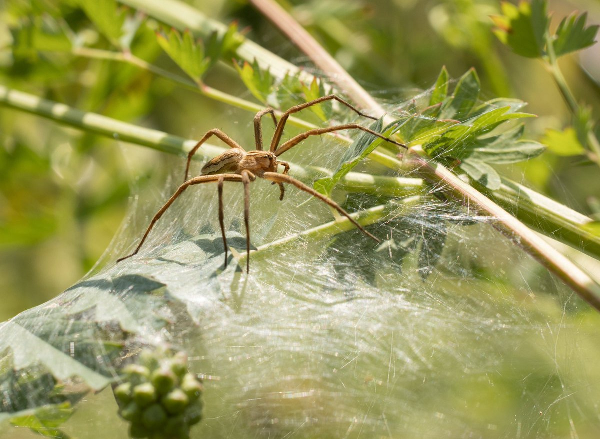 Nursery web spider with its nursery web. Never found one before. <a href="/BritishSpiders/">BAS</a>