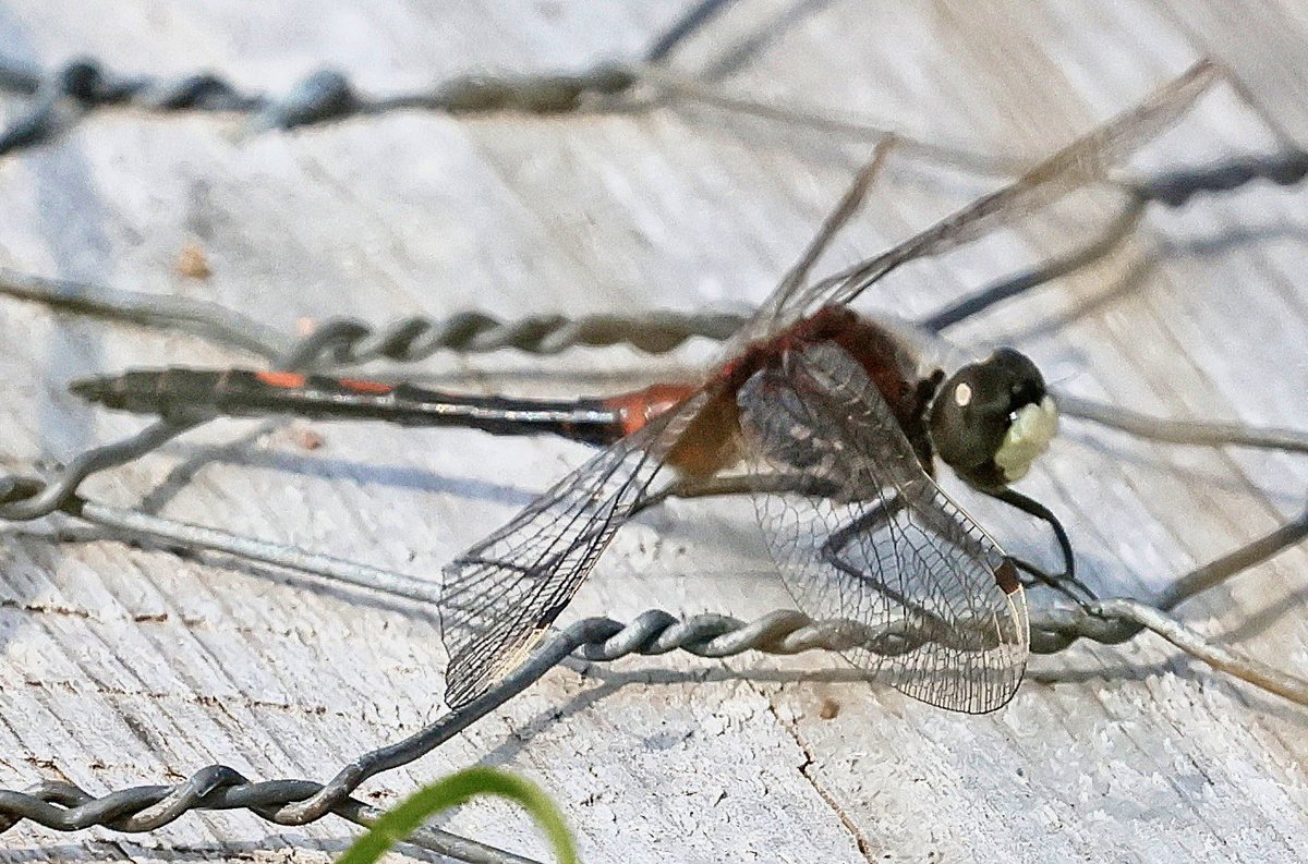 Male White-faced Darter, Whixall Moss, 11/6. <a href="/NuneatonBirder/">Gary Hobbs</a> <a href="/BDSdragonflies/">British Dragonfly Society</a>