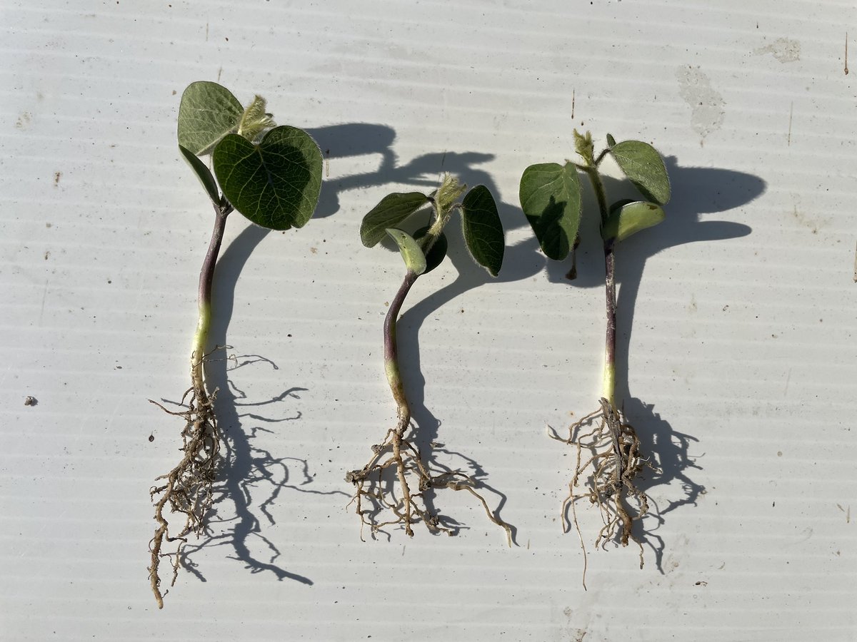 Looks like our Roundup Ready 2 Xtend soybeans from <a href="/Bayer4CropsCA/">Crop Science Canada</a> were tough enough to survive the June cold snap in the North. #RRXCS #ontag