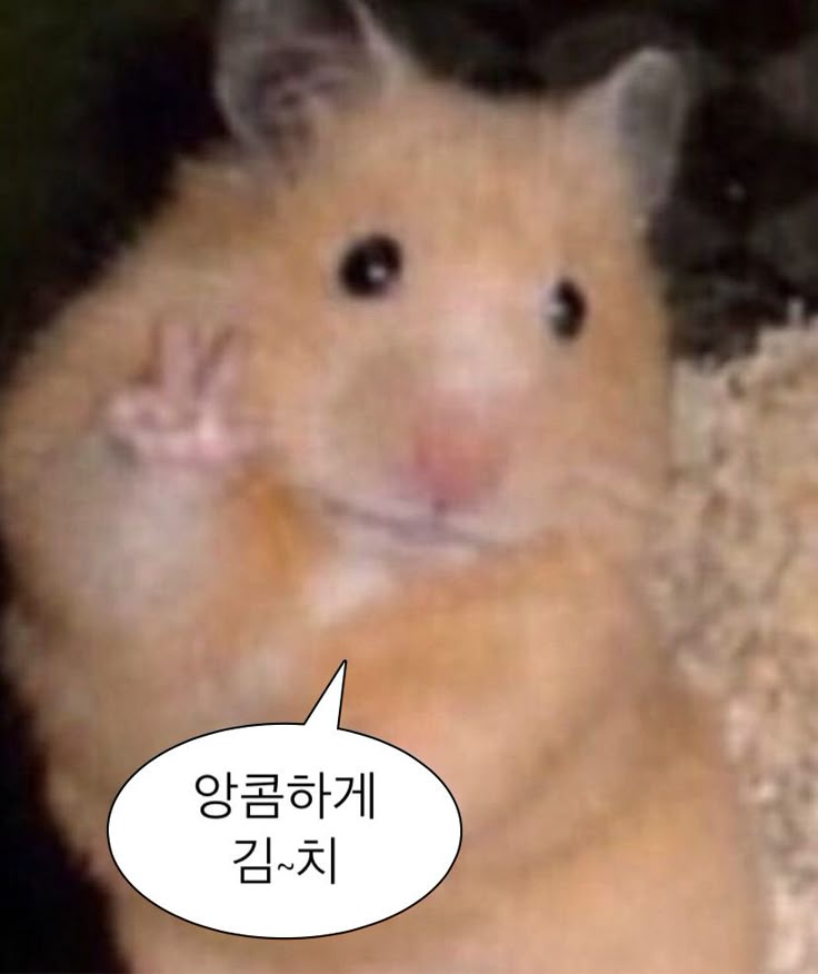 HS_171717's tweet photo. #캐럿트친소 #캐럿_트친소

제쥐가오늘생일이라는데예

ღ = ғᴏʟʟᴏᴡ 
ʀᴛ = ғᴏʟʟᴏᴡ + ᴅᴍ https://t.co/LnclISJipz