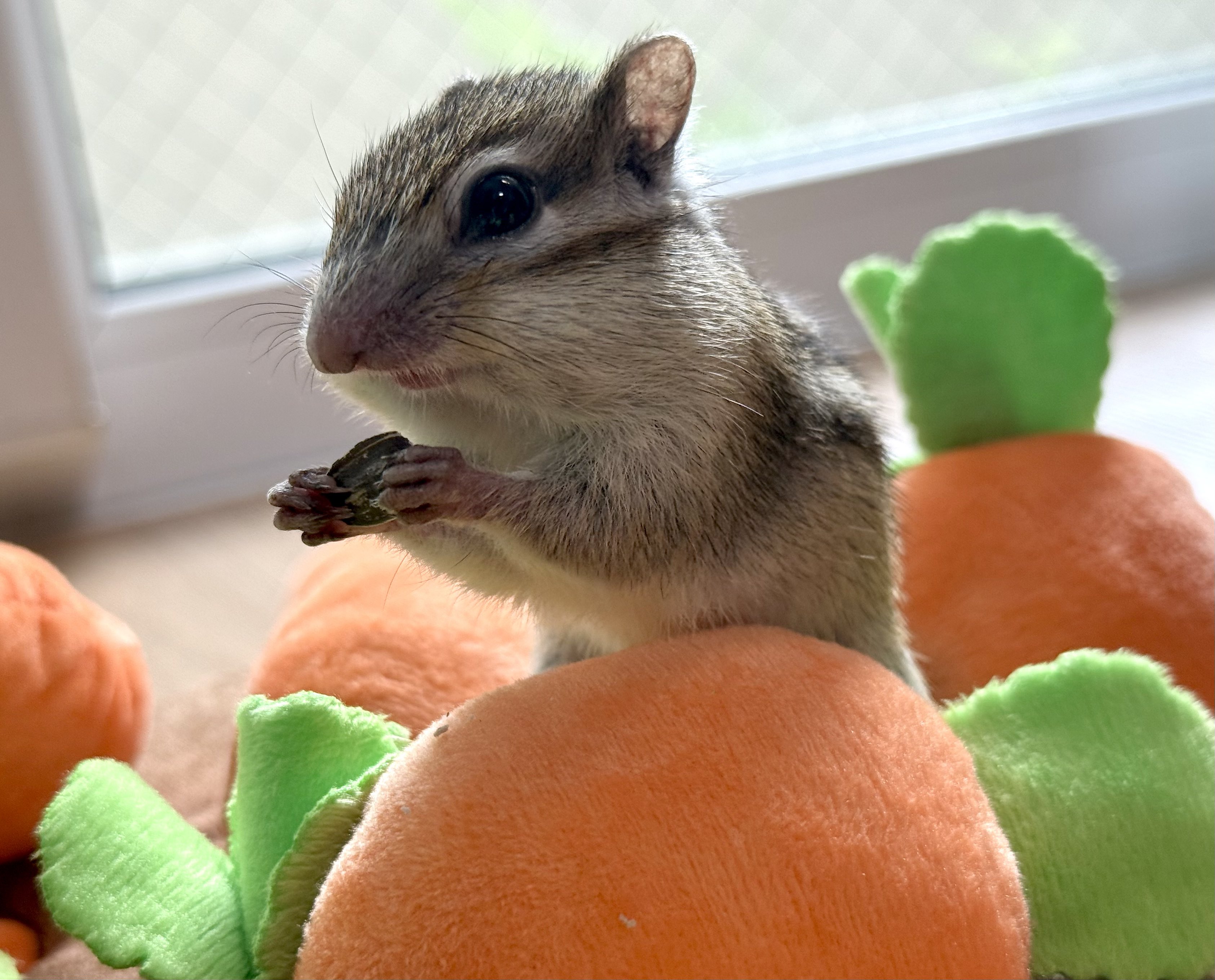vintage squirrel ♡ ハートと一緒の 可愛い リスさん