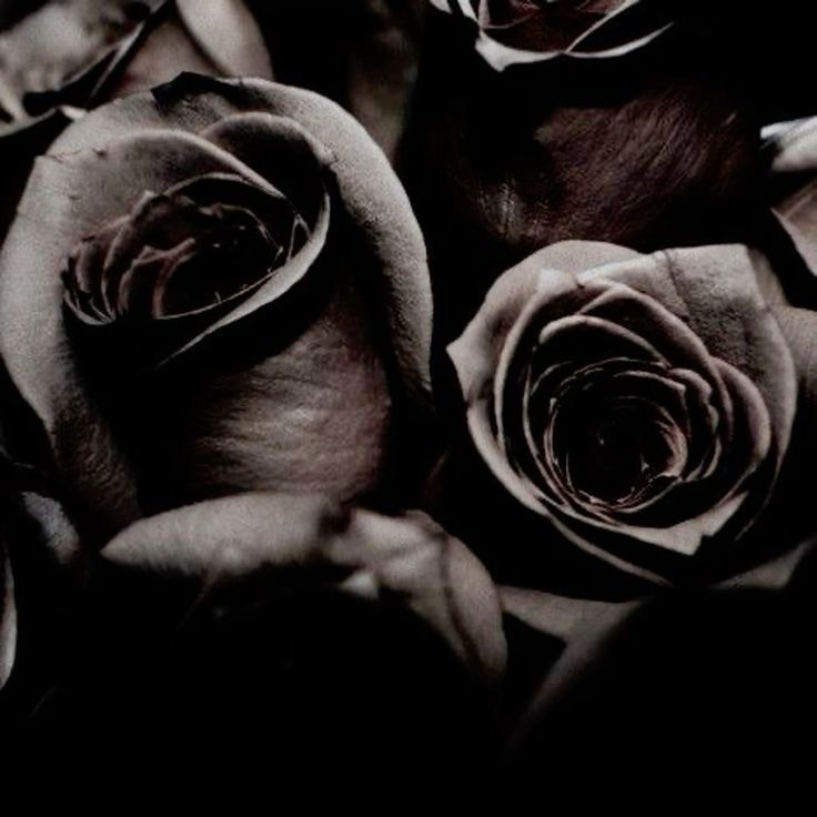 darkxlestrange's tweet image. 