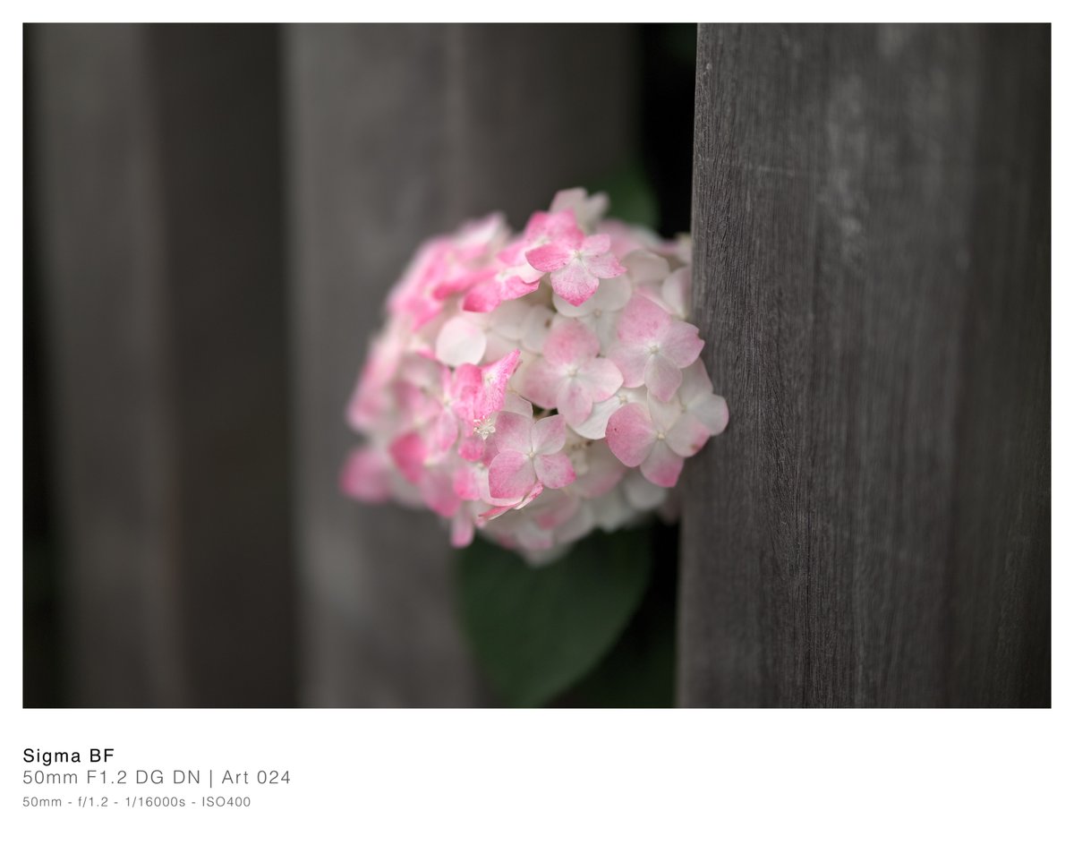 ひょっこり
SIGMA 50mm F1.2 DG DN | Art
#SIGMAbf