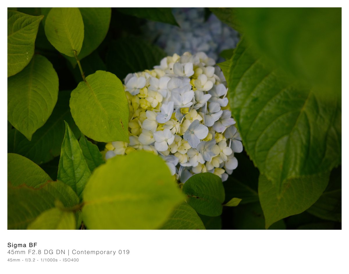 埋もれ🌸
SIGMA 50mm F1.2 DG DN | Art
#SIGMAbf
