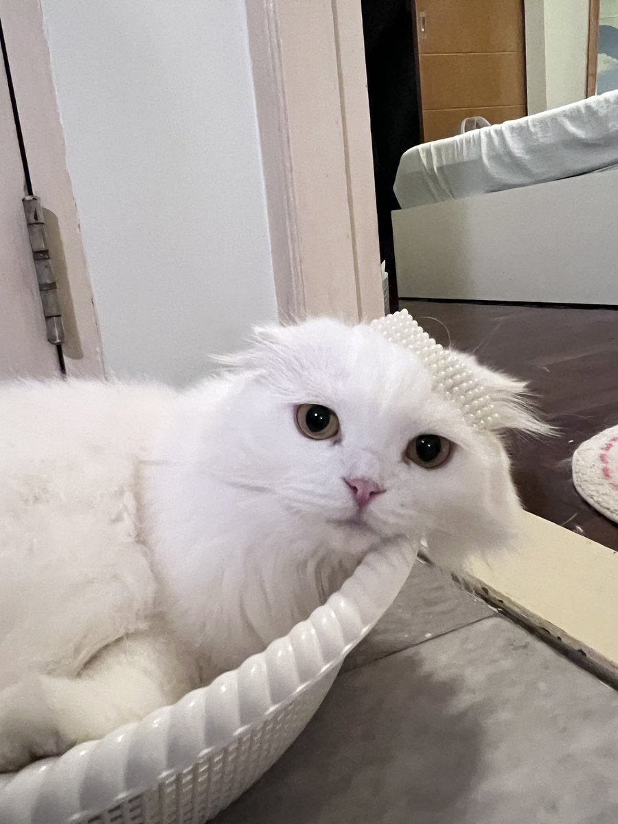 ૮꒰˵• ﻌ •˵꒱ა tweet media