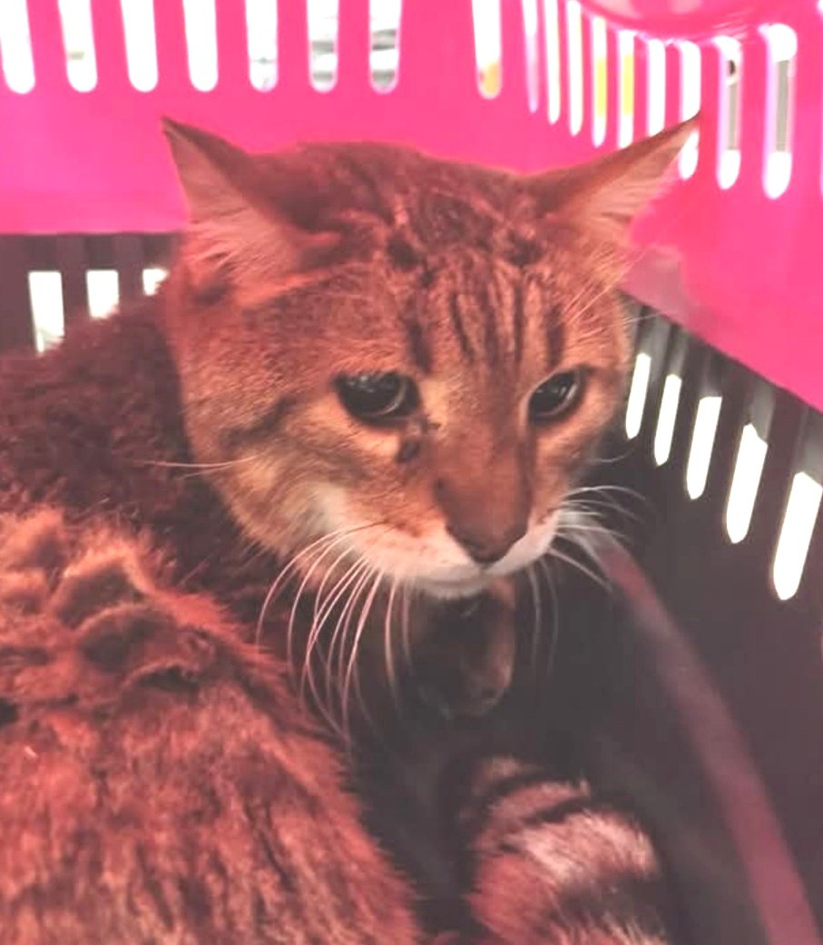 animalsmaresme's tweet photo. Gat trobat a #VilassardeMar (Via Octavia). No porta microxip, si saps d'algú q l'està cercant > 93 756 60 66 #xarxabarcelonatrobats #gràcies #maresme https://t.co/ZAGSCb3mPb