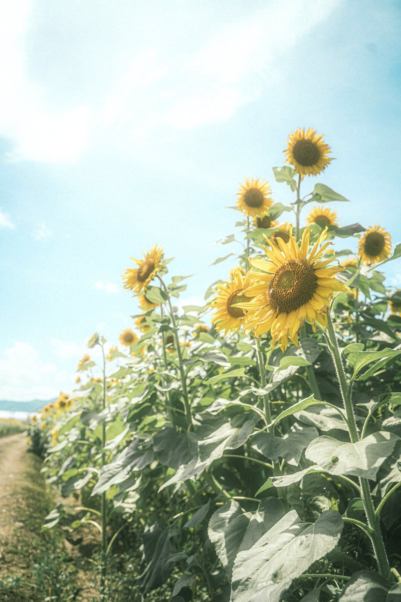 早咲きの向日葵見てきた 🌻