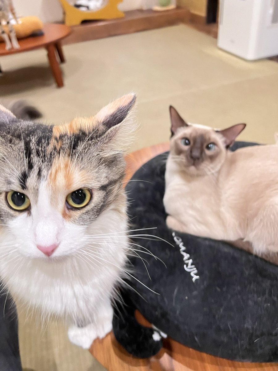 わらびがピント合いすぎてしらすがピンぼけしてるのやばいwwww
可愛いけど🐈💝