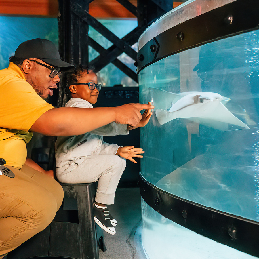 cleaquarium's tweet photo. Happy Father's Day from #cleaquarium!
Don't forget, dads, stepfathers and grandfathers enjoy 50% admission at the ticket counter today. Come enjoy an aquatic adventure as you celebrate!
#thingstodoincleveland #fathersday https://t.co/Mb9RZ4yTxZ